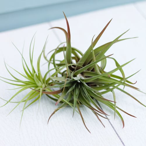 air plant craft