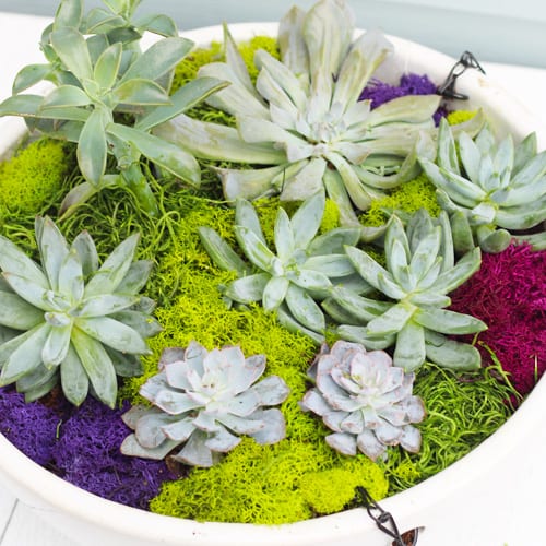 succulents with moss