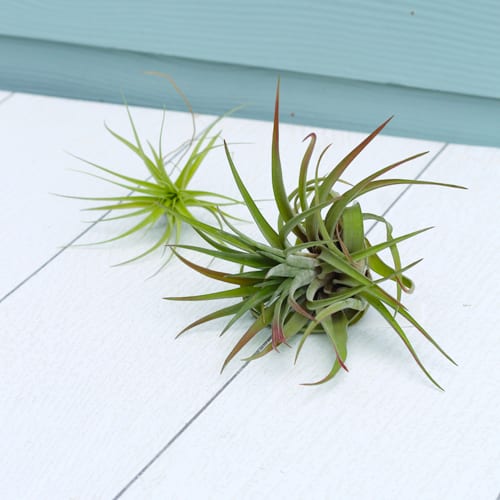 air plants