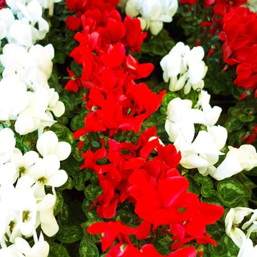 red and white cyclamen