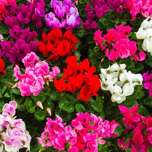 colorful cyclamen