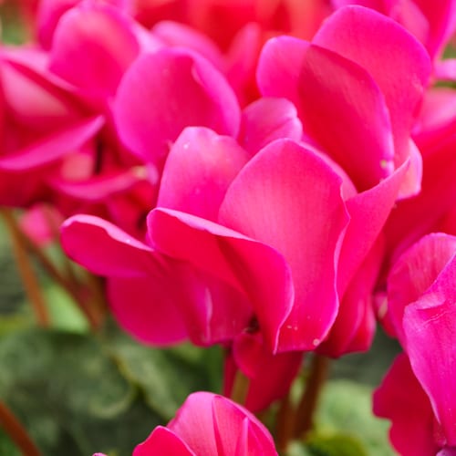 cyclamen care