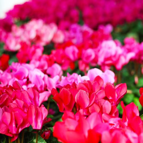 how to care for cyclamen