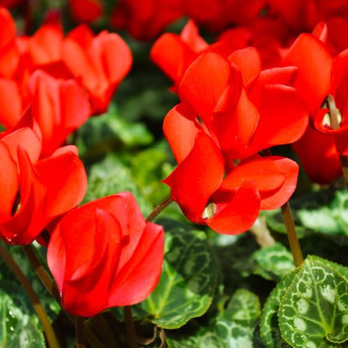 red cyclamen