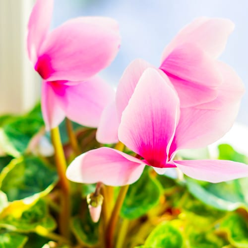 pink cyclamen