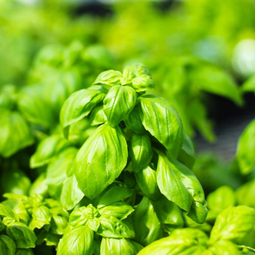 sweet basil plant