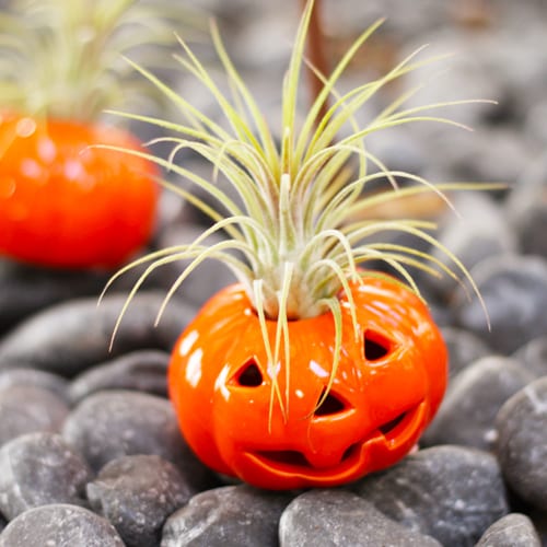 air plant pumpkins