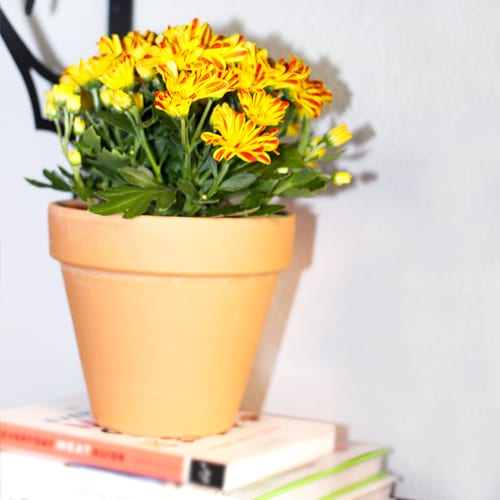 floral mums in terra cotta pot