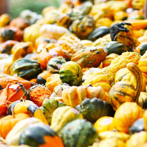 ornamental gourds