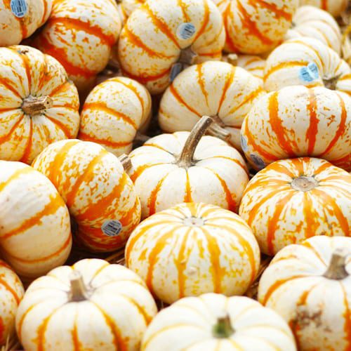 tiger striped baby pumpkins