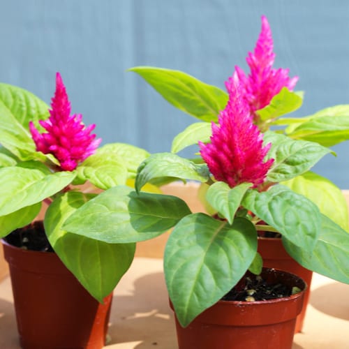 celosia plant