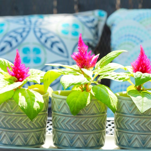 celosia planting