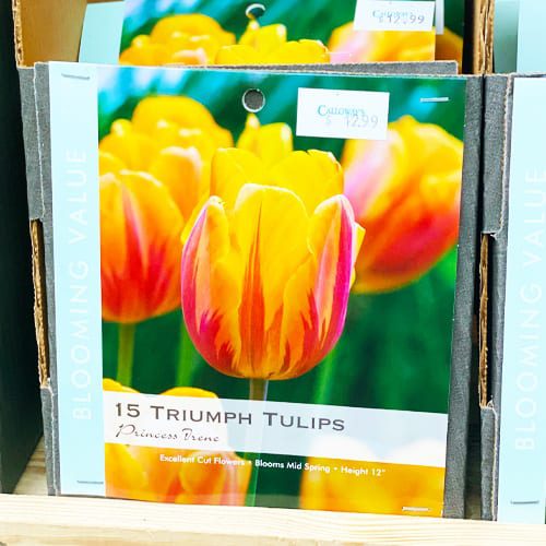 princess irene tulips