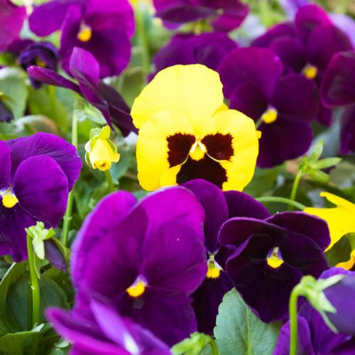 pansies