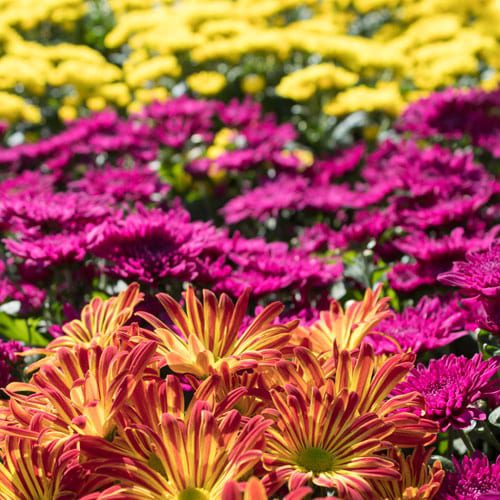 floral mums
