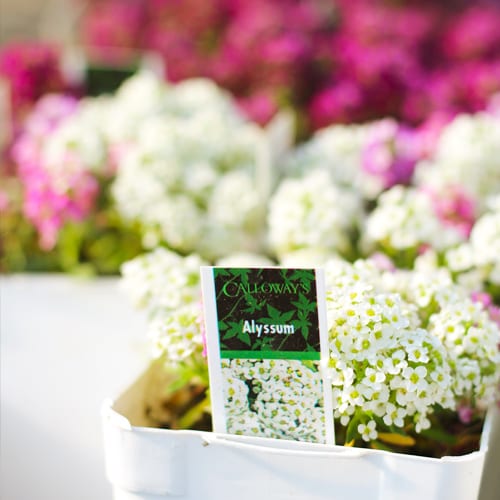 sweet alyssum