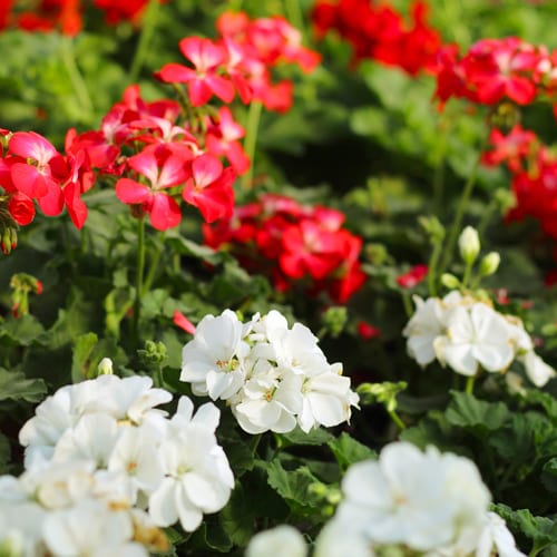 geraniums