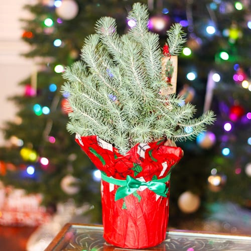 italian stone pine plant