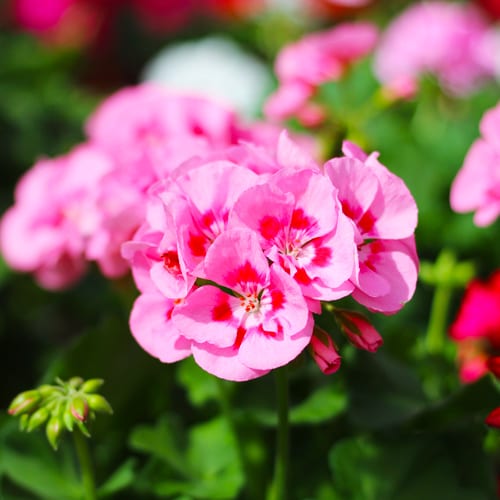 pink geranium