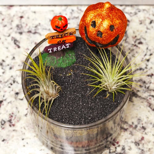 halloween and air plants