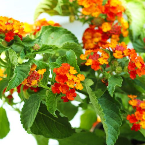 lantana