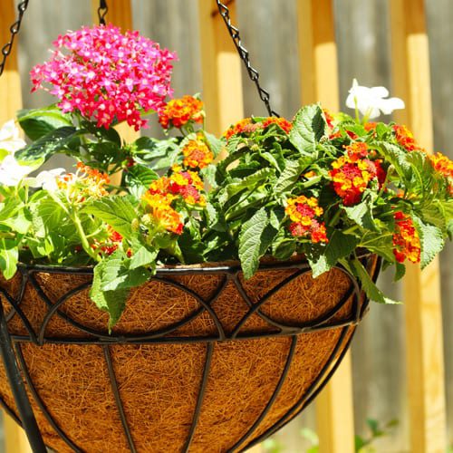 hanging basket for sun