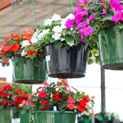 hanging planter