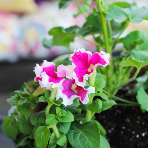 pink and white petunia