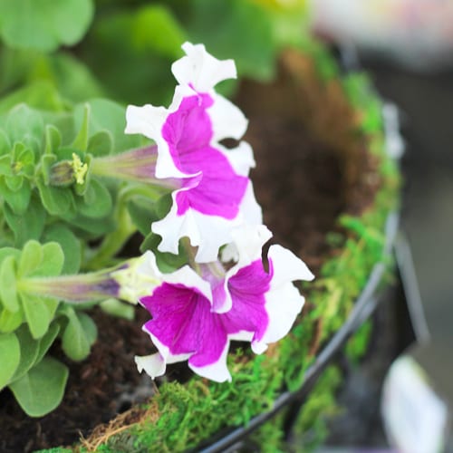 purple and white petunias