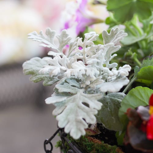 dusty miller plant