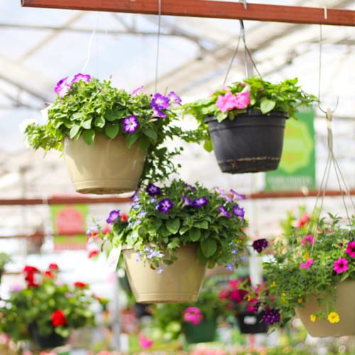 easter color with hanging baskets