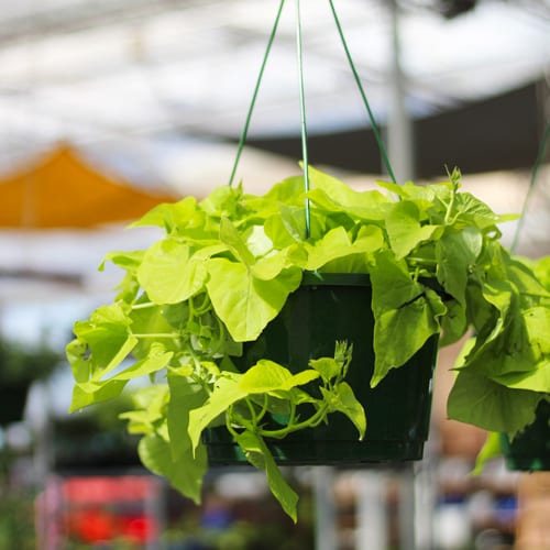 sweet potato vine hanging baskets