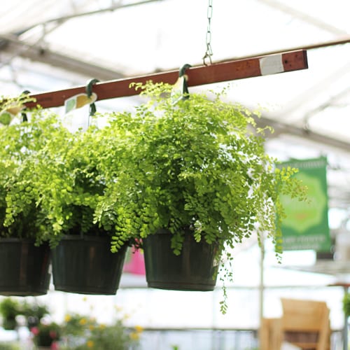 boston fern hanging baskets