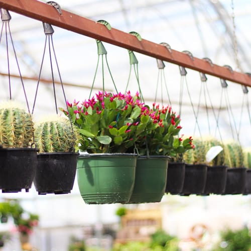 cactus hanging baskets