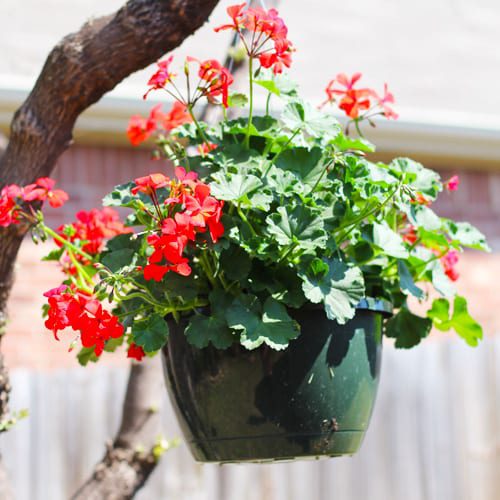 geranium hanging basket