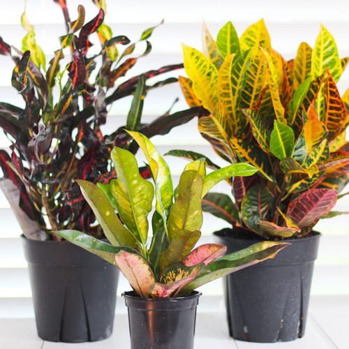 colorful leaf plant indoor