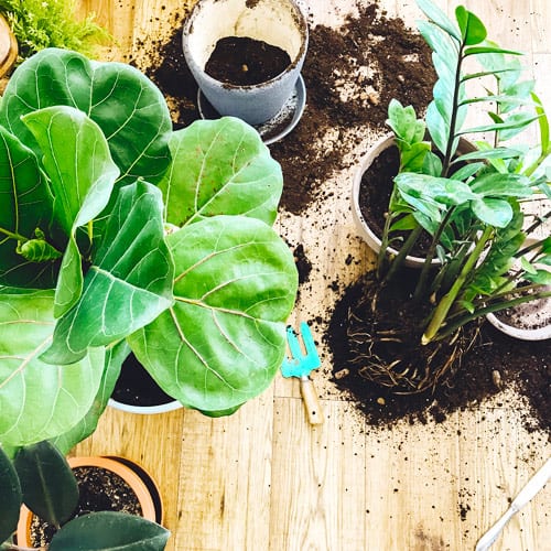 potting indoor plants on table