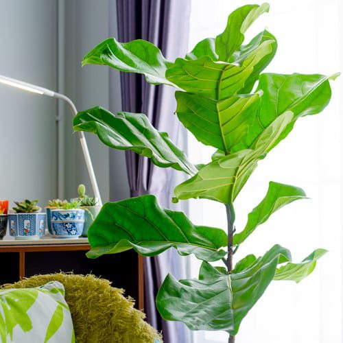 ficus plant in home