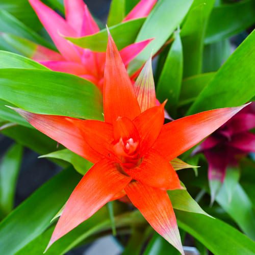 bromeliad indoor plant