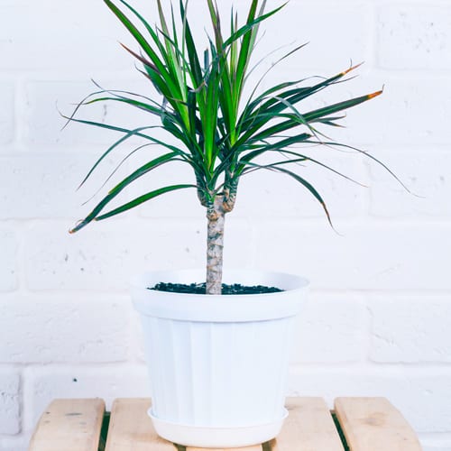 dracaena plants