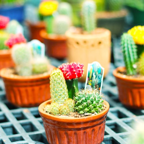 indoor cactus plants