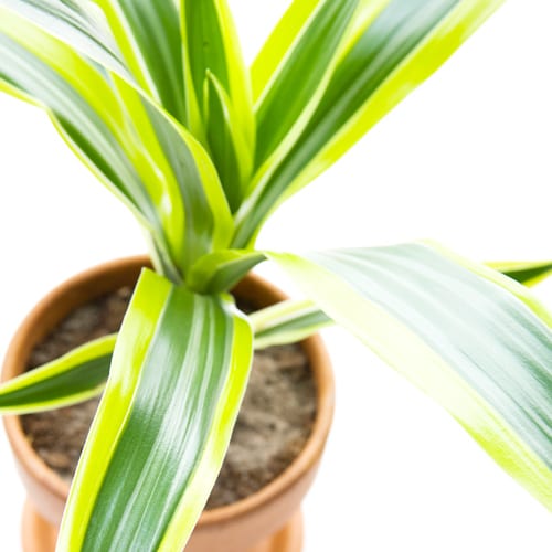 lime dracaena plant care