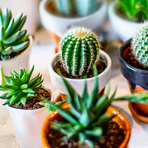 succulents and cacti best indoor plants