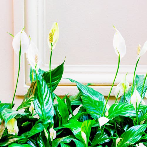 peace lily plant