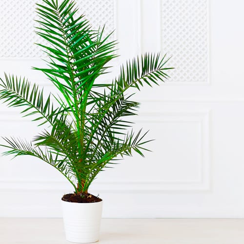 best indoor palm plants