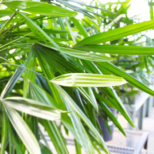 palm leaves - best indoor plants