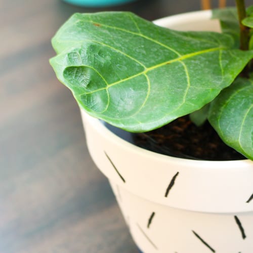 fiddle leaf fig leaf