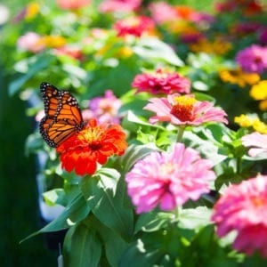 plants to attract pollinators