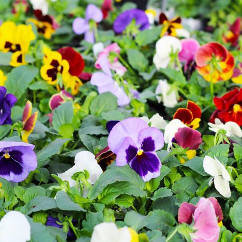 What To Plant Now In Your Garden | Calloway’s Nursery