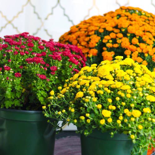 garden mums in containers